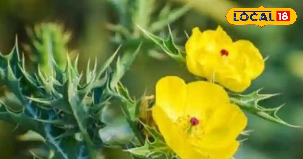 सेहत – बंजर भूमि पर उगने वाला ये पौधा कई दिनों के लिए! शरीर में जमी हुई मिट्टी को साफ किया जाता है सेहत – बंजर भूमि पर उगने वाला ये पौधा कई दिनों के लिए! शरीर में जमी हुई मिट्टी को साफ किया जाता है
