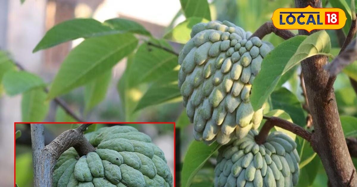 सेहत – शरीफा खाने के फायदे, पेट की चर्बी कैसे कम करें – News18 हिंदी सेहत – शरीफा खाने के फायदे, पेट की चर्बी कैसे कम करें – News18 हिंदी