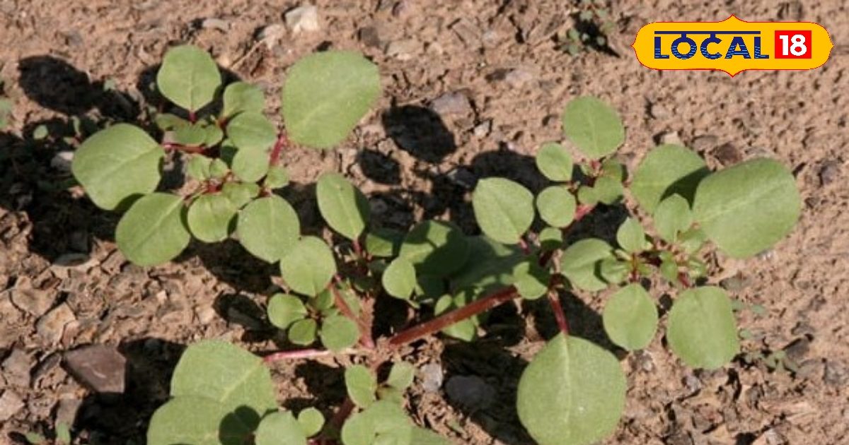 सेहत – सिर्फ समुद्र में उगती है ये जंगली घास, गठिया के लिए खतरनाक, पेट के कीड़ों को कर देती है खत्म, जानें और फायदा सेहत – सिर्फ समुद्र में उगती है ये जंगली घास, गठिया के लिए खतरनाक, पेट के कीड़ों को कर देती है खत्म, जानें और फायदा