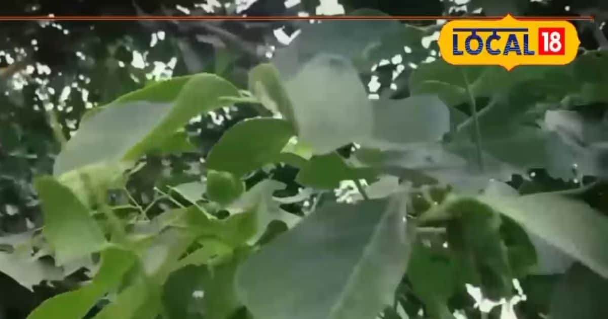सेहत – स्वास्थ्य देखभाल युक्तियाँ करंजी पेड़ का टूथपिक दांत दर्द के लिए एक प्रभावी उपाय है सेहत – स्वास्थ्य देखभाल युक्तियाँ करंजी पेड़ का टूथपिक दांत दर्द के लिए एक प्रभावी उपाय है