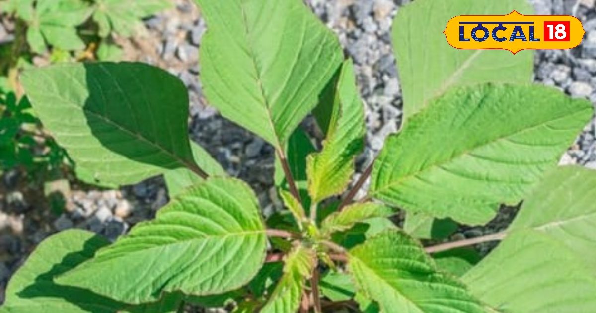 सेहत – कोयले और कोयले का भंडार है ये सागा, खाने से बनी हड्डियाँ होती हैं मजबूत! त्वचा और बालों के लिए सेहत – कोयले और कोयले का भंडार है ये सागा, खाने से बनी हड्डियाँ होती हैं मजबूत! त्वचा और बालों के लिए