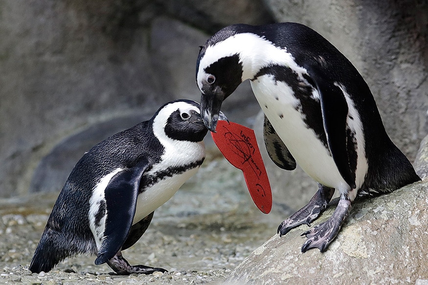 Love On The Rocks Penguins Celebrating Valentine S Day News