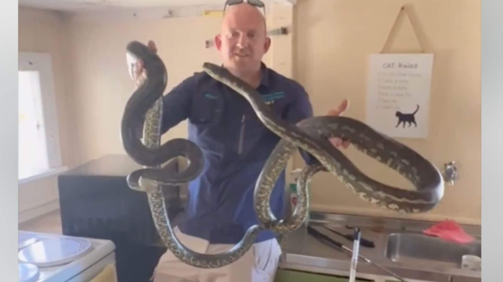 WATCH Snake Catcher Relocates Pythons Found Mating In Australian Womans Kitchen