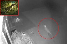 લો બોલો...કોરોના કાળમાં જિવિત થયો ડાયનાસોર, મહિલાએ Video બનાવીને આપી સાબિતી