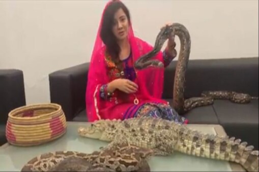 ছচিয়েল মিডিয়াত শ্বেয়াৰ কৰা এটা ভিডিঅ’ত অজগৰ আৰু ঘঁৰিয়ালৰ সৈতে দেখা গৈছিল পাকিস্তানী গায়িকাগৰাকীক।
