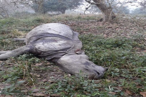 গঁড়টোৰ মৃত্যুত শোক প্ৰকাশ কৰিলে বনবিভাগে। 