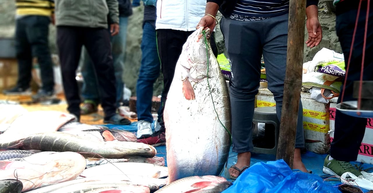 পুৱতি নিশা ৫বজাৰ পৰাই উজান বজাৰ ঘাটৰ লগতে বিভিন্ন বজাৰত ডাঙৰ ডাঙৰ চিতল, বৰালী আৰু ভকুৱাৰ লগে লগে বিভিন্ন মাছ কিনিবলৈ হেতা ওপৰা লগালে ৰাইজে। পুৱতি নিশা ৫বজাৰ পৰাই উজান বজাৰ ঘাটৰ লগতে বিভিন্ন বজাৰত ডাঙৰ ডাঙৰ চিতল, বৰালী আৰু ভকুৱাৰ লগে লগে বিভিন্ন মাছ কিনিবলৈ হেতা ওপৰা লগালে ৰাইজে।