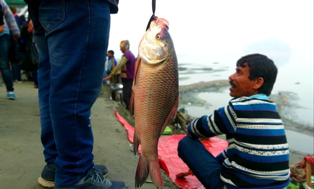 ৪৪হাজাৰ ৫০০টকাত বিক্ৰী হ’ল যোৰহাটৰ প্ৰকাণ্ড মাছটো। উজান বজাৰৰ ঘাটতো সমানে অব্যাহত থাকে সৰু ডাঙৰ মাছৰ বিক্ৰী। ৪৪হাজাৰ ৫০০টকাত বিক্ৰী হ’ল যোৰহাটৰ প্ৰকাণ্ড মাছটো। উজান বজাৰৰ ঘাটতো সমানে অব্যাহত থাকে সৰু ডাঙৰ মাছৰ বিক্ৰী।