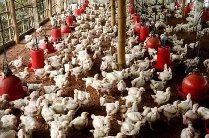 বৃহৎ প্ৰতিষ্ঠান Godrej Agrovet-ৰ তৰফৰ পৰা জনোৱা হৈছে তেওঁলোকে এক সপ্তাহত সাধাৰণতে ৬লাখ মূৰ্গী বিক্ৰী কৰে কিন্তু এইবাৰ ৪০শতাংশ সেয়া হ্ৰাস পাইছে। তেওঁলোকৰ দাবী বজাৰত যি গুজব ওলাইছে সেইক্ষেত্ৰত ভুল ধাৰণা ভঙাৰ প্ৰয়োজন আছে। চিকেনৰ পৰা কৰোণা ভাইৰাছ বিয়পিব সেই গুজব আতৰোৱা দৰকাৰ। Photo- Representative বৃহৎ প্ৰতিষ্ঠান Godrej Agrovet-ৰ তৰফৰ পৰা জনোৱা হৈছে তেওঁলোকে এক সপ্তাহত সাধাৰণতে ৬লাখ মূৰ্গী বিক্ৰী কৰে কিন্তু এইবাৰ ৪০শতাংশ সেয়া হ্ৰাস পাইছে। তেওঁলোকৰ দাবী বজাৰত যি গুজব ওলাইছে সেইক্ষেত্ৰত ভুল ধাৰণা ভঙাৰ প্ৰয়োজন আছে। চিকেনৰ পৰা কৰোণা ভাইৰাছ বিয়পিব সেই গুজব আতৰোৱা দৰকাৰ। Photo- Representative