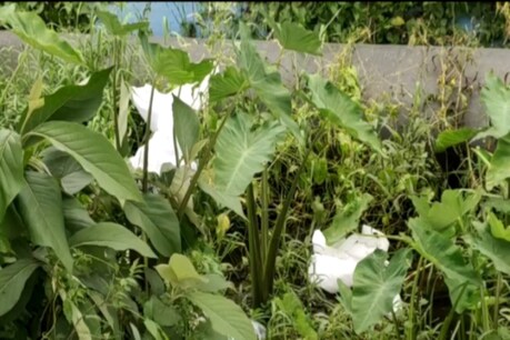 পুনৰ উদ্ধাৰ হৈছে ব্যৱহৃত পি পি কীট, এইবাৰ গুৱাহাটী বিশ্ববিদ্য়ালয়ৰ সমীপত পুনৰ উদ্ধাৰ হৈছে ব্যৱহৃত পি পি কীট, এইবাৰ গুৱাহাটী বিশ্ববিদ্য়ালয়ৰ সমীপত