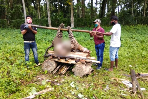 বন বিভাগৰ লোক উপস্থিত হৈ মৃত বাঘটো উদ্ধাৰ কৰাৰ লগতে মৰণোত্তৰ পৰীক্ষাৰ ব্যৱস্থা কৰে।