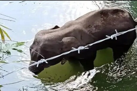 কিমান নিষ্ঠুৰ হ’ব পাৰে মানুহ! গৰ্ভৱতী হাতীক ফটকা ভৰাই খুৱালে আনাৰস, মৃত্যুক সাবটি ল’লে গজৰাজে কিমান নিষ্ঠুৰ হ’ব পাৰে মানুহ! গৰ্ভৱতী হাতীক ফটকা ভৰাই খুৱালে আনাৰস, মৃত্যুক সাবটি ল’লে গজৰাজে