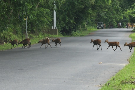 ক্ৰমাৎ ভয়াৱহ ৰূপ লৈছে কাজিৰঙাৰ বান পৰিস্থিতিয়ে, উদ্যানৰ ৭০ শতাংশ অঞ্চল প্লাৱিত ক্ৰমাৎ ভয়াৱহ ৰূপ লৈছে কাজিৰঙাৰ বান পৰিস্থিতিয়ে, উদ্যানৰ ৭০ শতাংশ অঞ্চল প্লাৱিত
