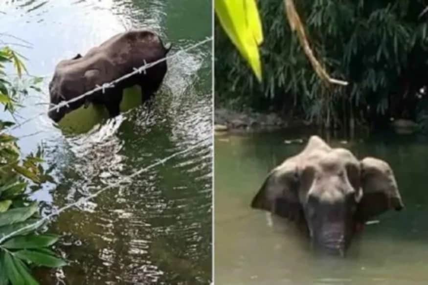 ইফালে গৰ্ভৱতী হাতীৰ মৃত্যুত গৰজি উঠিছে সমগ্ৰ দেশ। আনাৰসৰ মাজত শক্তিশালী ফটকা ভৰাই খোৱাই দিয়া হ’ল হাতীজনীক আৰু ফটকা ফুটি অসহ্য বেদনা লৈ পানীৰ মাজত তিনিদিন থিয় হৈ হৈ মৃত্যুক আঁকোৱালি লৈছিল হাতীজনীয়ে। ইফালে গৰ্ভৱতী হাতীৰ মৃত্যুত গৰজি উঠিছে সমগ্ৰ দেশ। আনাৰসৰ মাজত শক্তিশালী ফটকা ভৰাই খোৱাই দিয়া হ’ল হাতীজনীক আৰু ফটকা ফুটি অসহ্য বেদনা লৈ পানীৰ মাজত তিনিদিন থিয় হৈ হৈ মৃত্যুক আঁকোৱালি লৈছিল হাতীজনীয়ে।