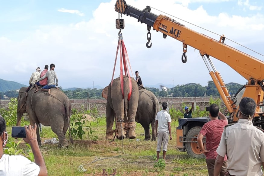 এইবাৰ আকৌ আহিল মানসৰ পৰা এটা দল। তাৰ পিছত হাতীটোক কৰা ট্ৰেংকুলাইজ কৰা হয় যদিও দ্বিতীয়বাৰলৈ সম্পূৰ্ণভাৱে বিফল হোৱাৰ পিছত তৃতীয়বাৰলৈ হাতীটো কিছু অস্থিৰ অৱস্থালৈ আহে যদিও পিছলৈ পুনৰ বন বিভাগৰ নিয়ন্ত্ৰণৰ বাহিৰলৈ গুচি যায়। এইবাৰ আকৌ আহিল মানসৰ পৰা এটা দল। তাৰ পিছত হাতীটোক কৰা ট্ৰেংকুলাইজ কৰা হয় যদিও দ্বিতীয়বাৰলৈ সম্পূৰ্ণভাৱে বিফল হোৱাৰ পিছত তৃতীয়বাৰলৈ হাতীটো কিছু অস্থিৰ অৱস্থালৈ আহে যদিও পিছলৈ পুনৰ বন বিভাগৰ নিয়ন্ত্ৰণৰ বাহিৰলৈ গুচি যায়।