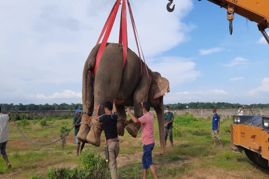 অৱশেষত বহু জল্পনা-কল্পনাৰ অন্ত পেলাই উদ্ধাৰ হ'ল ব্ৰহ্মপুত্ৰৰে উটি অহা বন্যহস্তীটো। যোৱা শনিবাৰে ব্ৰহ্মপুত্ৰৰে কাজিৰঙাৰ পৰা উটি আহিছিল এটা বন্যহস্তী। ব্ৰহ্মপুত্ৰৰে উটি আহি বন্যহস্তীটোৱে দক্ষিণ কামৰূপৰ পলাশবাৰীৰ দখলা কলনীত উঠিছিল। অৱশেষত বহু জল্পনা-কল্পনাৰ অন্ত পেলাই উদ্ধাৰ হ'ল ব্ৰহ্মপুত্ৰৰে উটি অহা বন্যহস্তীটো। যোৱা শনিবাৰে ব্ৰহ্মপুত্ৰৰে কাজিৰঙাৰ পৰা উটি আহিছিল এটা বন্যহস্তী। ব্ৰহ্মপুত্ৰৰে উটি আহি বন্যহস্তীটোৱে দক্ষিণ কামৰূপৰ পলাশবাৰীৰ দখলা কলনীত উঠিছিল।