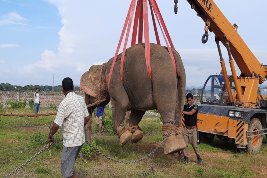 তাৰ পিছত হাতীটোক নিয়ন্ত্ৰণ কৰিবলৈ বন বিভাগে ৩টাকৈ বন বিভাগৰ হাতী আনি নিয়ন্ত্ৰণ কৰিবলৈ চেষ্টা চলাইছিল যদিও বিফল হৈছিল। বিশ্বনাথৰ পৰা এটা বিশেষজ্ঞৰ দল আহিও বিফল। তাৰ পিছত হাতীটোক নিয়ন্ত্ৰণ কৰিবলৈ বন বিভাগে ৩টাকৈ বন বিভাগৰ হাতী আনি নিয়ন্ত্ৰণ কৰিবলৈ চেষ্টা চলাইছিল যদিও বিফল হৈছিল। বিশ্বনাথৰ পৰা এটা বিশেষজ্ঞৰ দল আহিও বিফল।