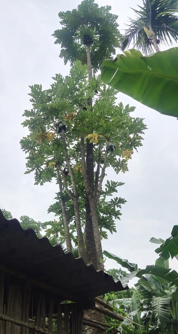 মঙলদৈ নগৰৰ কাষৰ সৰু থেকেৰাবাৰী গাঁৱৰ জমছেদ আলী নামৰ এজন লোকৰ ঘৰৰ বাৰীত আছে এই ৫০ ফুট উচ্চতাৰ অমিতা গছজোপা। এতিয়া এই অসাধাৰণ অমিতা গছ জোপাকলৈ ৰাইজৰ মাজত চলিছে সৰৱ চৰ্চা। এই অমিতা গছ জোপা চাবলৈ দৈনিক শ শ লোকে ভিৰ কৰিছেহি জমছেদ আলীৰ ঘৰত। মঙলদৈ নগৰৰ কাষৰ সৰু থেকেৰাবাৰী গাঁৱৰ জমছেদ আলী নামৰ এজন লোকৰ ঘৰৰ বাৰীত আছে এই ৫০ ফুট উচ্চতাৰ অমিতা গছজোপা। এতিয়া এই অসাধাৰণ অমিতা গছ জোপাকলৈ ৰাইজৰ মাজত চলিছে সৰৱ চৰ্চা। এই অমিতা গছ জোপা চাবলৈ দৈনিক শ শ লোকে ভিৰ কৰিছেহি জমছেদ আলীৰ ঘৰত।