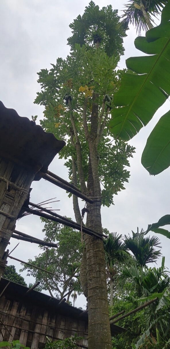 সকলোকে হতভম্ব কৰি তোলা এই বিশেষ অমিতা গছজোপা সন্দৰ্ভত গৃহস্থ জমছেদ আলীয়ে সাংবাদিকৰ আগত প্ৰকাশ কৰে যে, পুলি অৱস্থাত অমিতা গছজোপা সাধাৰণ অমিতা গছৰ দৰেই লহপহকৈ বাঢ়ি আহে আৰু এটা সময়ত ফল দিবলৈ আৰম্ভ কৰে। সাধাৰণতে এডাল অমিতা গছ ৪-৫ বছৰহে জীয়াই থাকে যদিও এইজোপা অমিতা গছে প্ৰায় ১৫ বছৰ ধৰি নিয়মিত ভাৱে ফল দি আহিছে বুলি জানিবলৈ দিয়ে গৃহস্থই। সকলোকে হতভম্ব কৰি তোলা এই বিশেষ অমিতা গছজোপা সন্দৰ্ভত গৃহস্থ জমছেদ আলীয়ে সাংবাদিকৰ আগত প্ৰকাশ কৰে যে, পুলি অৱস্থাত অমিতা গছজোপা সাধাৰণ অমিতা গছৰ দৰেই লহপহকৈ বাঢ়ি আহে আৰু এটা সময়ত ফল দিবলৈ আৰম্ভ কৰে। সাধাৰণতে এডাল অমিতা গছ ৪-৫ বছৰহে জীয়াই থাকে যদিও এইজোপা অমিতা গছে প্ৰায় ১৫ বছৰ ধৰি নিয়মিত ভাৱে ফল দি আহিছে বুলি জানিবলৈ দিয়ে গৃহস্থই।