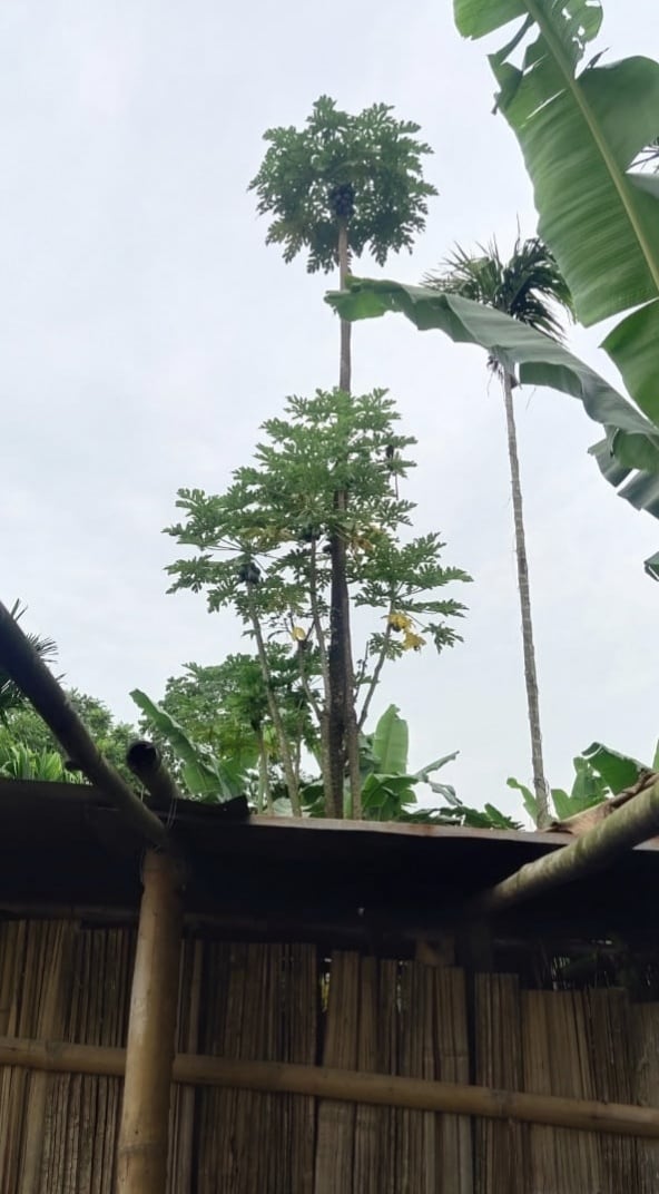 ইপিনে গছজোপাৰ উচ্চতা ক্ৰমাৎ বৃদ্ধি পাই অহাৰ পৰিপ্ৰেক্ষিতত গছজোপাৰ পৰা অমিতা পাৰি অনাৰ ক্ষেত্ৰত গৃহস্থই সমস্যাৰ সন্মুখীন হয়, যাৰফলত এবছৰ ধৰি গছজোপাৰ পৰা অমিতা খাবলৈ সক্ষম হোৱা নাই বুলি সাংবাদিকৰ আগত প্ৰকাশ কৰে গৃহস্থ জমছেদ আলীয়ে। ইপিনে গছজোপাৰ উচ্চতা ক্ৰমাৎ বৃদ্ধি পাই অহাৰ পৰিপ্ৰেক্ষিতত গছজোপাৰ পৰা অমিতা পাৰি অনাৰ ক্ষেত্ৰত গৃহস্থই সমস্যাৰ সন্মুখীন হয়, যাৰফলত এবছৰ ধৰি গছজোপাৰ পৰা অমিতা খাবলৈ সক্ষম হোৱা নাই বুলি সাংবাদিকৰ আগত প্ৰকাশ কৰে গৃহস্থ জমছেদ আলীয়ে।