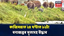 দুটাকৈ বানত বিধ্বস্ত কাজিৰঙা ৰাষ্ট্ৰীয় উদ্যান, ৫টা গঁড়সহ এইপৰ্যন্ত ৯৬ টা বন্যজন্তুৰ মৃত্যু