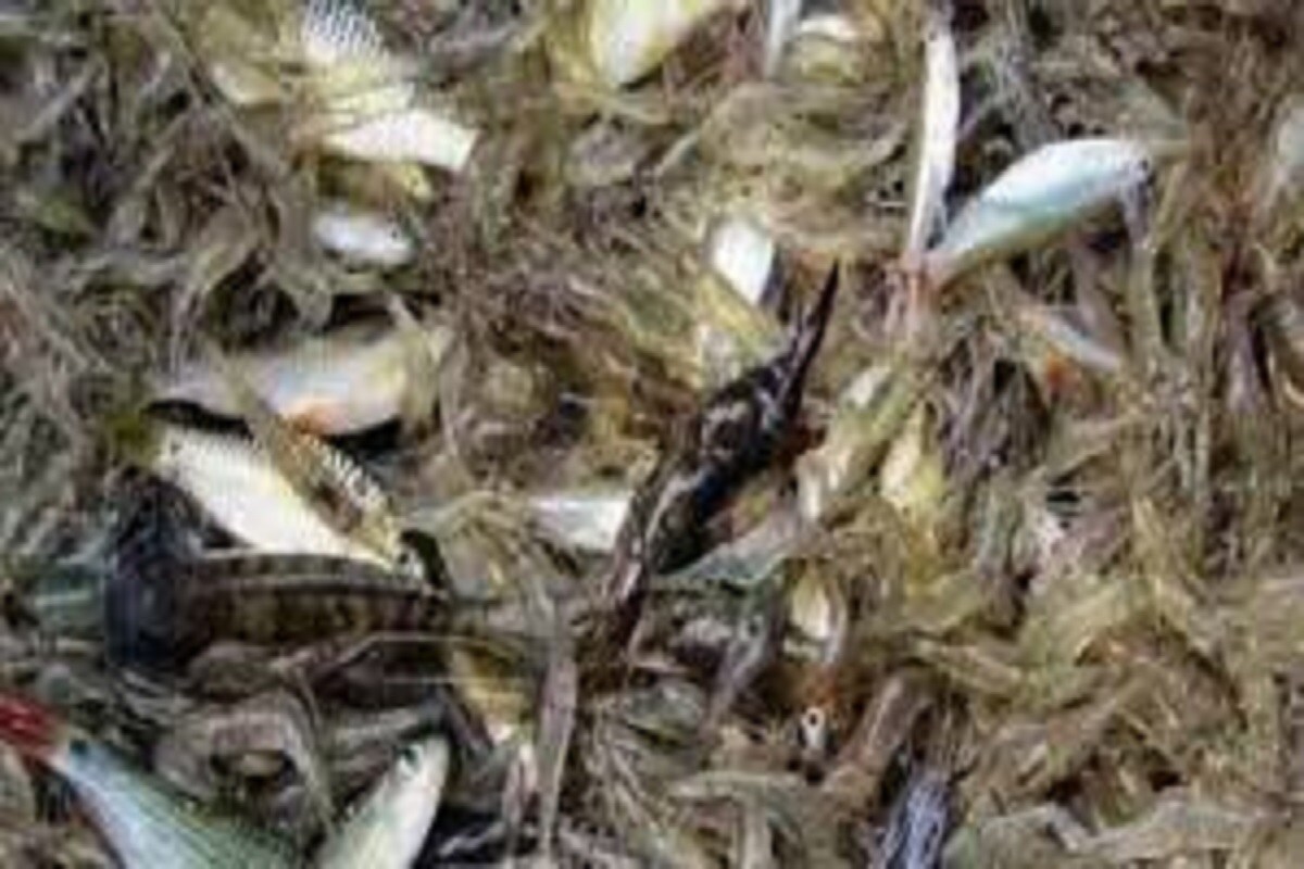 বিশেষকৈ সৰু মাছত কোনো বেয়া বা কলেষ্টেৰল নাথাকে বা চৰ্বি নাথাকে বাবেই চিকিৎসকসকলে সকলো সময়তে সৰু মাছ খোৱাৰ পৰামৰ্শ দিয়ে। প্ৰতীকী ফটো বিশেষকৈ সৰু মাছত কোনো বেয়া বা কলেষ্টেৰল নাথাকে বা চৰ্বি নাথাকে বাবেই চিকিৎসকসকলে সকলো সময়তে সৰু মাছ খোৱাৰ পৰামৰ্শ দিয়ে। প্ৰতীকী ফটো