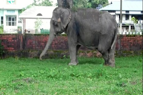 বিশ্ব হস্তী দিৱসঃ কাজিৰঙাত দৃষ্টিহীন কৃ্ষ্ণাৰ প্ৰত্যাহ্বানৰ মাজেৰে জীৱন বিশ্ব হস্তী দিৱসঃ কাজিৰঙাত দৃষ্টিহীন কৃ্ষ্ণাৰ প্ৰত্যাহ্বানৰ মাজেৰে জীৱন