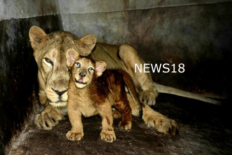 হলীউদৰ চিনেমাৰ চিম্বা নহয় , অসম ৰাজ্যিক চিৰিয়াখানালৈ আহিল জীৱন্ত চিম্বা হলীউদৰ চিনেমাৰ চিম্বা নহয় , অসম ৰাজ্যিক চিৰিয়াখানালৈ আহিল জীৱন্ত চিম্বা