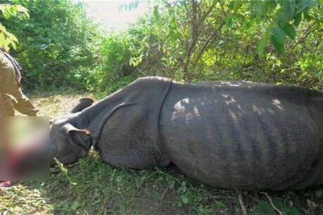 কাজিৰঙা ৰাষ্ট্ৰীয় উদ্যানত চোৰাং চিকাৰীয়ে হত্যা কৰিলে এজনী মাইকী গঁড়, খৰ্গ লৈ উধাও কাজিৰঙা ৰাষ্ট্ৰীয় উদ্যানত চোৰাং চিকাৰীয়ে হত্যা কৰিলে এজনী মাইকী গঁড়, খৰ্গ লৈ উধাও