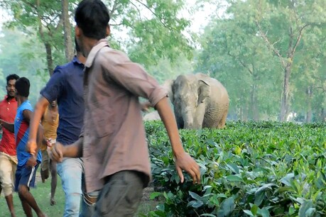 নুমলীগড়ত হাতী-মানুহৰ ভয়ংকৰ সংঘাত নুমলীগড়ত হাতী-মানুহৰ ভয়ংকৰ সংঘাত