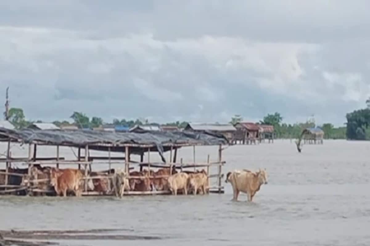 আনপিনে তিনিচুকীয়াৰ গুইজান, নতুন ৰঙাগড়া গাঁৱৰ উপৰি ডিব্ৰু ছৈখোৱাৰ লাইকা-দধিয়া অঞ্চলৰ সকলো গাঁৱৰ লগতে ডিব্ৰু-চৈখোৱা ৰাষ্ট্রীয় উদ্যান সম্পূৰ্ণভাৱে প্লাৱিত হৈ পৰিছে। আনপিনে তিনিচুকীয়াৰ গুইজান, নতুন ৰঙাগড়া গাঁৱৰ উপৰি ডিব্ৰু ছৈখোৱাৰ লাইকা-দধিয়া অঞ্চলৰ সকলো গাঁৱৰ লগতে ডিব্ৰু-চৈখোৱা ৰাষ্ট্রীয় উদ্যান সম্পূৰ্ণভাৱে প্লাৱিত হৈ পৰিছে।