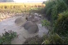 গোৱালপাৰাৰ লক্ষীপুৰত পথাৰৰ দ' গাঁতত পৰি আবদ্ধ তিনিটাকৈ হাতী