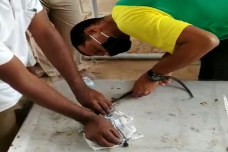 ITBPৰ পশু চিকিৎসকৰ সফল অস্ত্ৰোপচাৰ, জীৱন দান দিলে ফেঁটী সাপৰ ITBPৰ পশু চিকিৎসকৰ সফল অস্ত্ৰোপচাৰ, জীৱন দান দিলে ফেঁটী সাপৰ