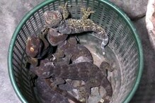 দৰঙৰ পাথৰিঘাট আৰক্ষীৰ অভিযানত ৫টাকৈ দুষ্প্ৰাপ্য কেকো সাপসহ এজনক গ্ৰেপ্তাৰ