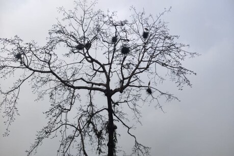 ৰাষ্ট্ৰীয় ঘাইপথৰ কাষৰ এজোপা গছ, য'ত এসময়ত নিমৰ্মভাৱে হত্যা কৰা হৈছিল বহু অসমীয়াক! ৰাষ্ট্ৰীয় ঘাইপথৰ কাষৰ এজোপা গছ, য'ত এসময়ত নিমৰ্মভাৱে হত্যা কৰা হৈছিল বহু অসমীয়াক!