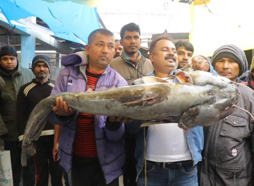 আজি বিহুৰ উৰুকা আৰু উৰুকাৰ নিশা লগে ভাগে এসাজ খাবলৈ প্ৰতিজন অসমীয়াই প্ৰস্তুতি চলাইছে ৷ পুৱাৰে পৰা উৰুকাৰ বজাৰত বিৰ দি বাট নোপোৱা পৰিবেশ ৷ কোনোবা আহিছে মাংস ক্ৰয় কৰিবলৈ আন কোনোবা আকৌ আহিছে মাছ ক্ৰয় কৰিবলৈ ৷ ইতিমধ্যে উৰুকাৰ বজাৰ ভৰি পৰিছে নানা তৰহৰ মাছৰে ৷ আজি বিহুৰ উৰুকা আৰু উৰুকাৰ নিশা লগে ভাগে এসাজ খাবলৈ প্ৰতিজন অসমীয়াই প্ৰস্তুতি চলাইছে ৷ পুৱাৰে পৰা উৰুকাৰ বজাৰত বিৰ দি বাট নোপোৱা পৰিবেশ ৷ কোনোবা আহিছে মাংস ক্ৰয় কৰিবলৈ আন কোনোবা আকৌ আহিছে মাছ ক্ৰয় কৰিবলৈ ৷ ইতিমধ্যে উৰুকাৰ বজাৰ ভৰি পৰিছে নানা তৰহৰ মাছৰে ৷