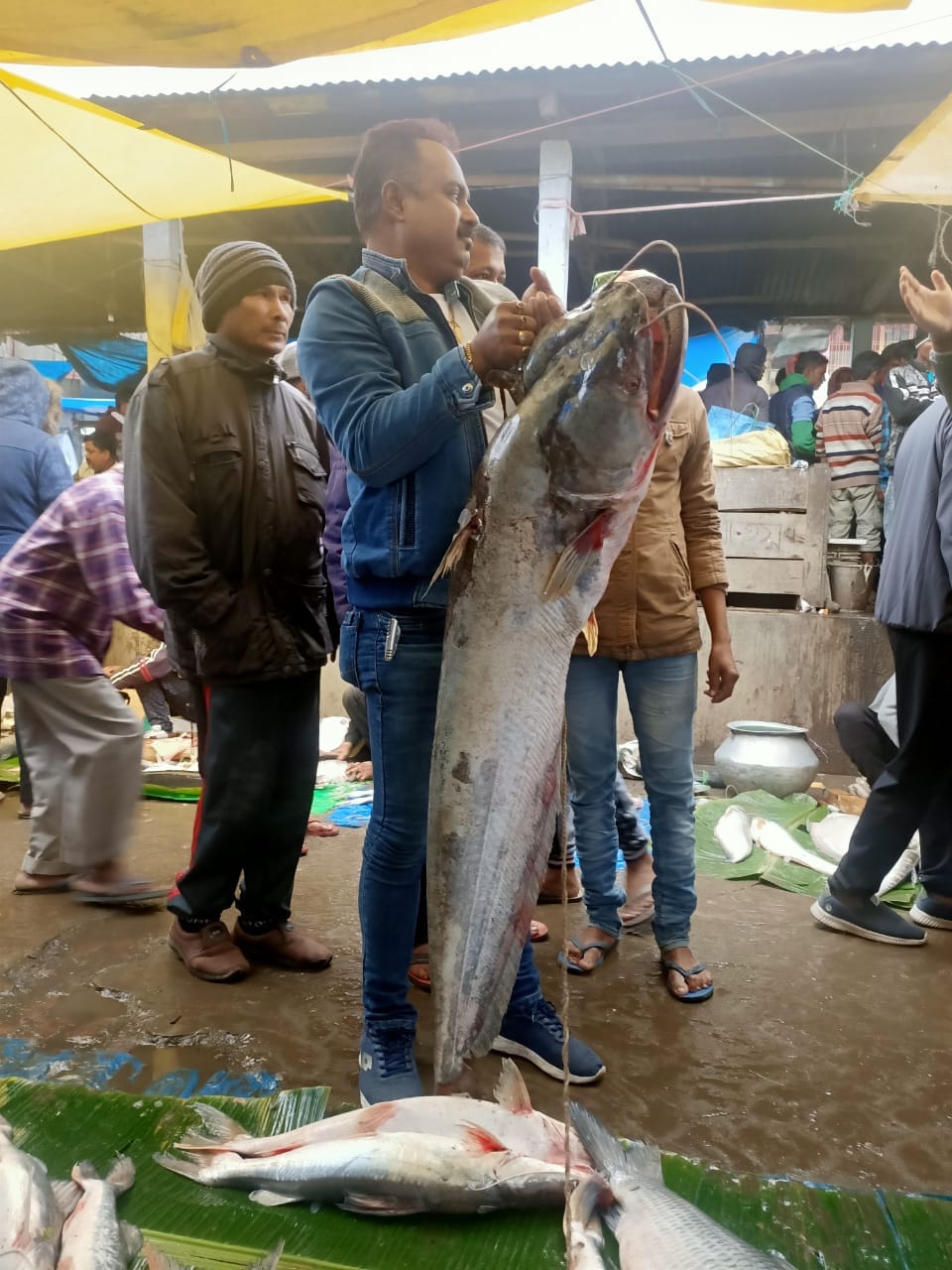 বজাৰৰ ডাঙৰ মাছটো কিনিবলৈ যেন প্ৰতিযোগিতা চলিছে ৷ বিশ্বনাথ চাৰিআলিৰ দৈনিক বজাৰত আজি পুৱাৰে পৰাই এটা বিশেষ মাছে সকলোৰে দৃষ্টি আকৰ্ষণ কৰিছে সকলোৰে ৷ ৩০ কেজি ওজনৰ এই বৰালি মাছটো চাবলৈ আহিছে বহুজন ৷ বজাৰলৈ অহা প্ৰতিজনেই এবাৰ মাছটো চকু ফুৰাইছে ৷ বজাৰৰ ডাঙৰ মাছটো ক্ৰয় কৰাৰ বাবে হেতা ওপৰা লাগিল বহুতৰে মাজত। বজাৰৰ ডাঙৰ মাছটো কিনিবলৈ যেন প্ৰতিযোগিতা চলিছে ৷ বিশ্বনাথ চাৰিআলিৰ দৈনিক বজাৰত আজি পুৱাৰে পৰাই এটা বিশেষ মাছে সকলোৰে দৃষ্টি আকৰ্ষণ কৰিছে সকলোৰে ৷ ৩০ কেজি ওজনৰ এই বৰালি মাছটো চাবলৈ আহিছে বহুজন ৷ বজাৰলৈ অহা প্ৰতিজনেই এবাৰ মাছটো চকু ফুৰাইছে ৷ বজাৰৰ ডাঙৰ মাছটো ক্ৰয় কৰাৰ বাবে হেতা ওপৰা লাগিল বহুতৰে মাজত।