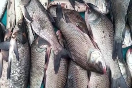 উৰুকাৰ বজাৰ দখল কৰিছে থলুৱাভাৱে উৎপাদিত মাছে, ৰঙিয়াৰ পৰা আহিছে সুখবৰ উৰুকাৰ বজাৰ দখল কৰিছে থলুৱাভাৱে উৎপাদিত মাছে, ৰঙিয়াৰ পৰা আহিছে সুখবৰ