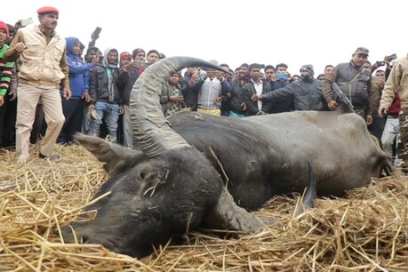 বিশ্বনাথত ১৬ জাই গুলীচালনা কৰি হত্যা কৰা হ'ল এটা বনৰীয়া গোনা ম'হক, কিন্তু কিয়? বিশ্বনাথত ১৬ জাই গুলীচালনা কৰি হত্যা কৰা হ'ল এটা বনৰীয়া গোনা ম'হক, কিন্তু কিয়?
