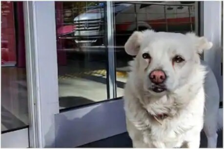 চকুত চকুপানী, খাবলৈ দিলেও নাখায়! হাস্পতালৰ ভিতৰত চলিছে মালিকৰ চিকিৎসা, ৬ দিন ধৰি হাস্পতালৰ বাহিৰত পোহনীয়া কুকুৰৰ অপেক্ষা