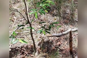 ঘাঁহৰ মাজত লুকাই আছে এডাল বিষাক্ত সাপ, বহুতেই নোৱাৰিলে কিন্তু আপুনি বিচাৰি উলিয়াব পাৰিব নে?