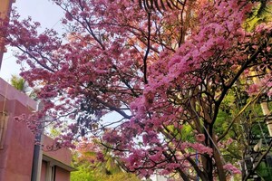 #PinkBangalore: বসন্তৰ বতৰা লৈ গুলাপী বেংগালুৰু! উৎফুল্লিত হৈ পৰিছে বেংগালুৰুবাসী