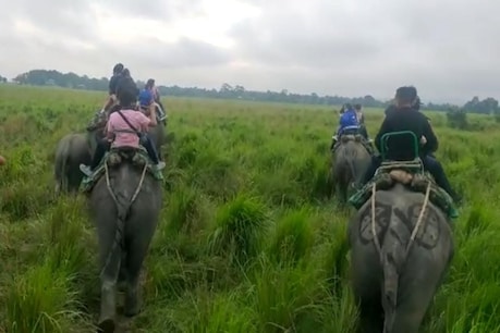 Kaziranga National Park : কাজিৰঙাত কোৰোণা, তিনি পৰ্যটকৰ দেহত ধৰা পৰিল কোভিড–১৯ পজিটিভ Kaziranga National Park : কাজিৰঙাত কোৰোণা, তিনি পৰ্যটকৰ দেহত ধৰা পৰিল কোভিড–১৯ পজিটিভ