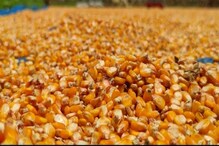 কাল কোৰোণাই মাধমাৰ শোধাইছে কৃষকক, হাজোত শ শ কুইণ্টল মাকৈ নষ্ট হোৱাৰ উপক্ৰম