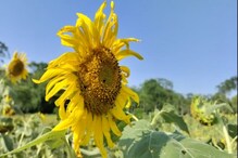 শস্যত অচিন পোকৰ আক্ৰমণ। হাজোত ১২ মহিলাৰ সপোনৰ খেতি তচ-নচ।