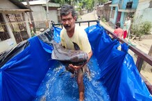 হাজোৰ ঐতিহাসিক হয়গ্ৰীৱ মাধৱ মন্দিৰৰ বিষ্ণুপুস্কৰ পুখুৰীৰ ৩৪ টাকৈ বৃহৎ আকাৰৰ মাছ স্থানান্তৰ...