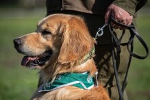 কুকুৰে শুঙি চিনাক্ত কৰিব পাৰে Covid-19 ত আক্রান্ত হোৱা লোকক ! এক নতুন গৱেষণাত প্ৰকাশ এই কথা... 