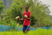 হাজোত কৃষকৰ হাহাকাৰ পৰিস্থিতি, বিক্ৰী কৰিব নোৱাৰি দহ বিঘা মাটিত কুইণ্টলে কুইণ্টলে পচিছে তৰমূজ।