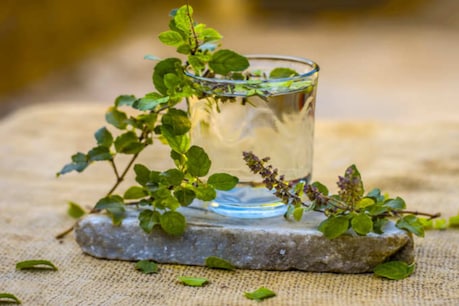 Health Benefits of Tulsi: ৰাতিপুৱাই এনেদৰে খাওক তুলসী পাতৰ পানী, নিজ অভিজ্ঞতাৰে জানিব ই কিমান লাভদায়ক Health Benefits of Tulsi: ৰাতিপুৱাই এনেদৰে খাওক তুলসী পাতৰ পানী, নিজ অভিজ্ঞতাৰে জানিব ই কিমান লাভদায়ক
