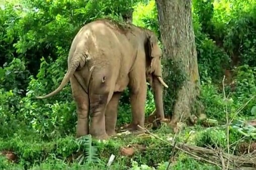 আমচাং অভয়াৰণ্যৰ পৰা নামি অহা প্রায় ৩০টা বনৰীয়া হাতীৰ জাক এটাই অকলশৰীয়া হাটীটোক আক্ৰমণ কৰি গুৰুতৰ ভাবে আঘাতপ্ৰাপ্ত কৰে বুলি বন কৰ্মীয়ে জনাইছে।